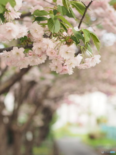 八重桜