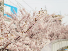 さくら