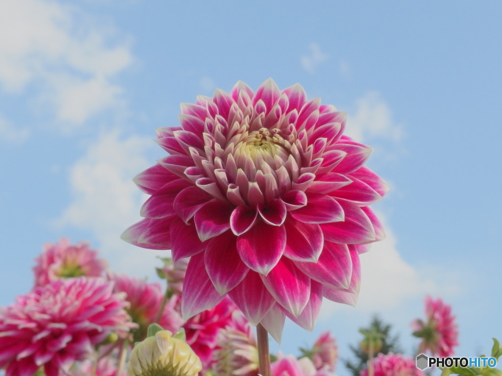 Dahlia