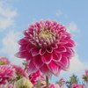 Dahlia