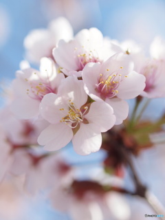 千島桜