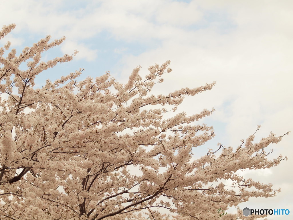 桜