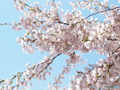 ソメイヨシノ