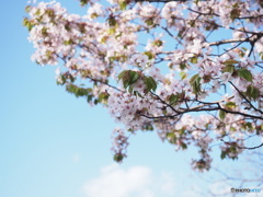 山桜