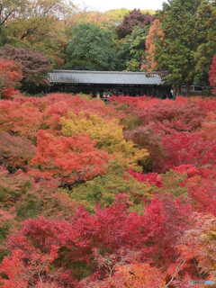 京都東福寺