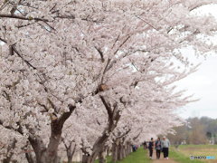 余市川さくらづつみ