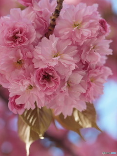 八重桜