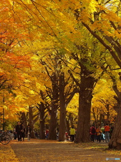 北海道大学銀杏並木