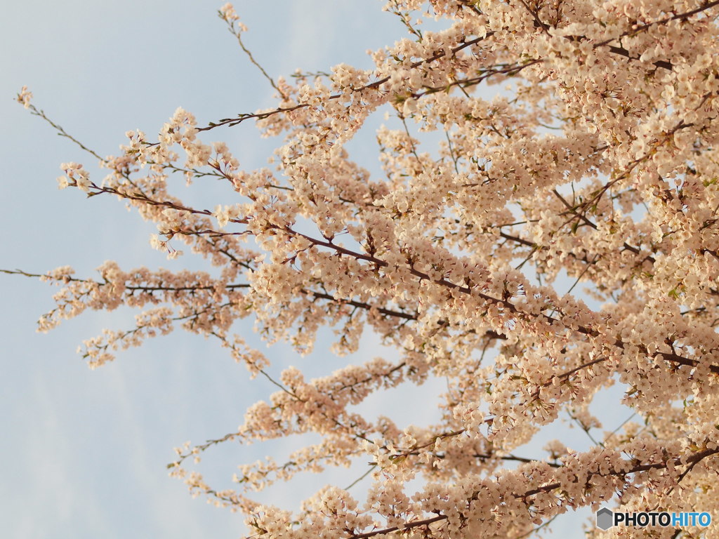 桜開花