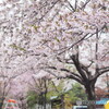春到来