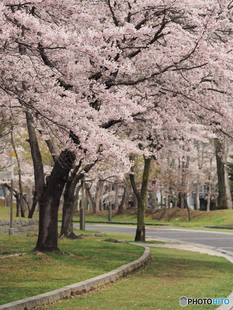 桜散歩