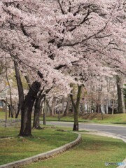 桜散歩