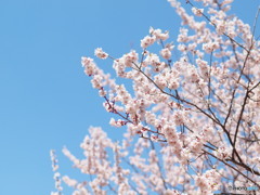 白梅