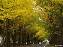 北海道大学銀杏並木