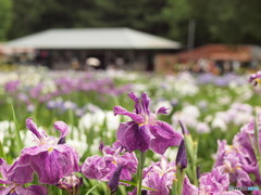 八紘学園菖蒲園