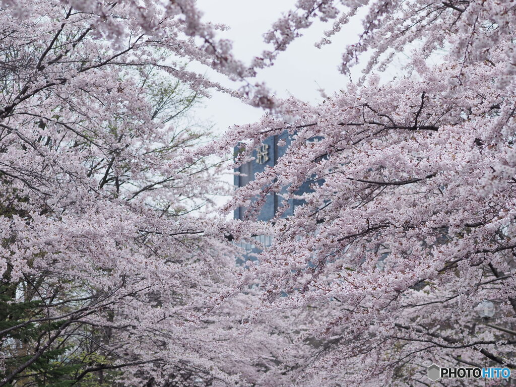見上げればサクラピンク