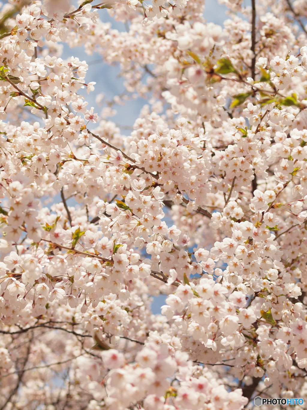 北国も桜満開近く