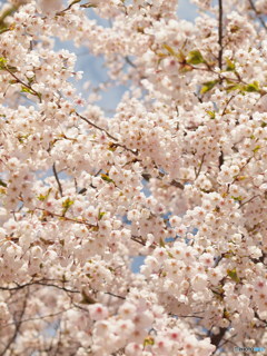 北国も桜満開近く