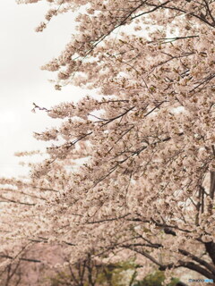 ご近所桜