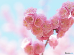 梅