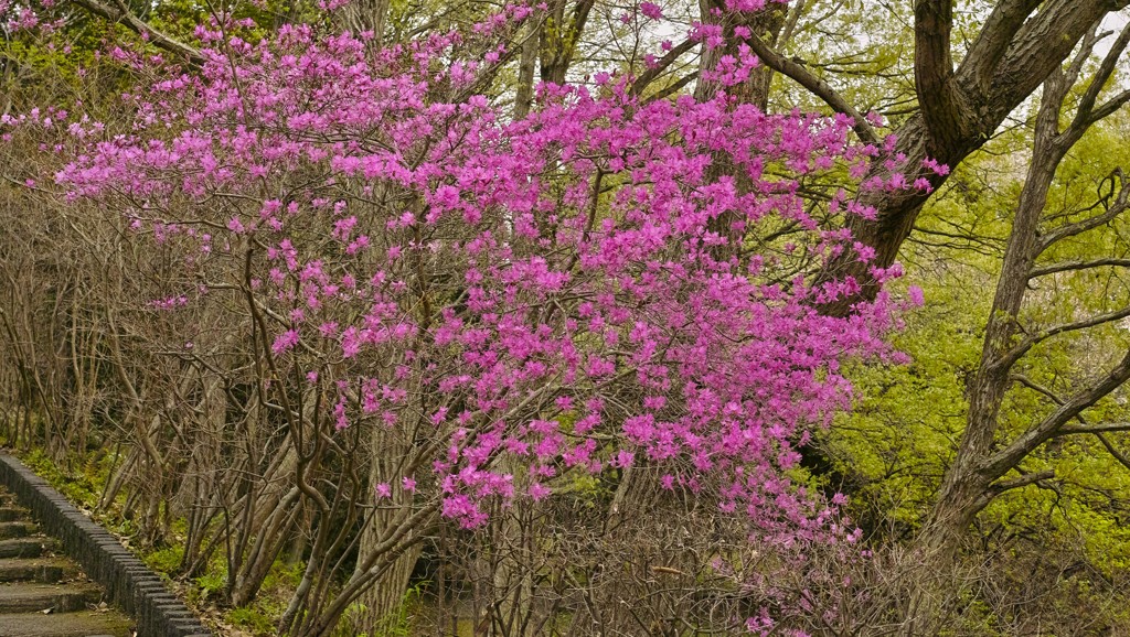 岩本山公園 (3)