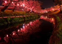 行屋川の夜桜