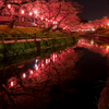 行屋川の夜桜