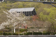 sakura