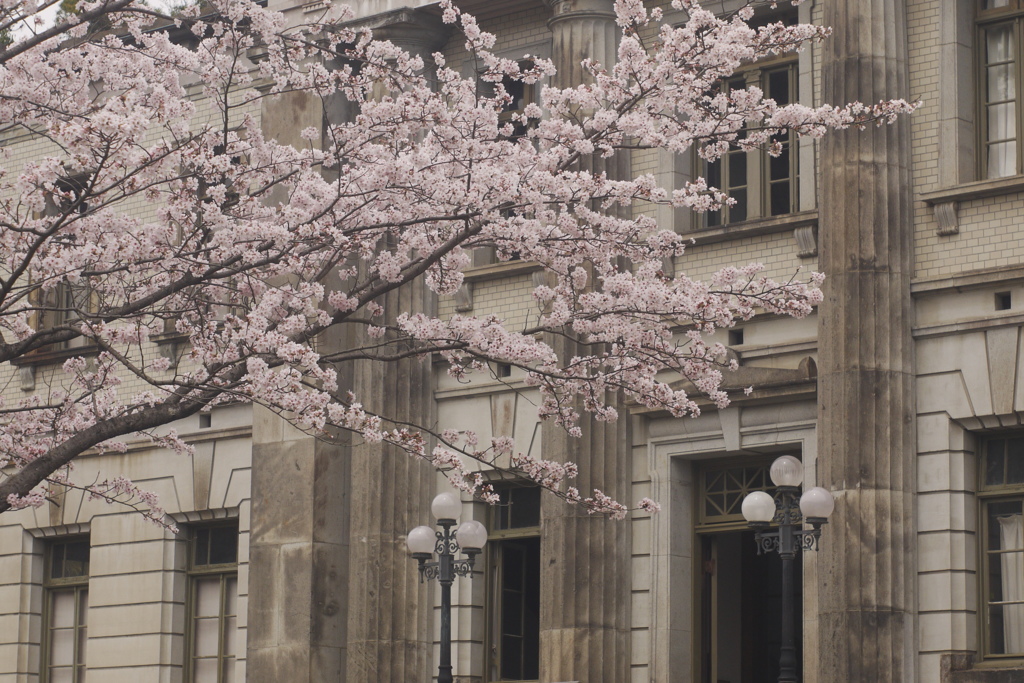 SAKURA