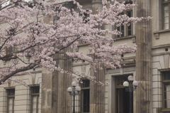 SAKURA