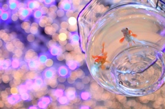 金魚