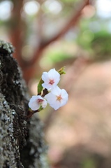 桜小さく咲く