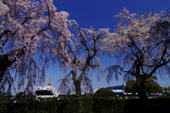 in full bloom