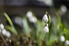 Lily of the Valley