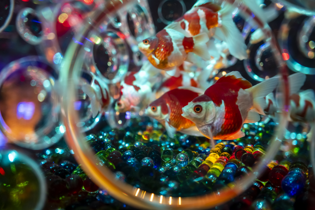 ART AQUARIUM 3