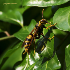 paper wasp