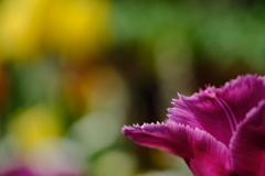 愛の芽生え・誠実な愛