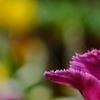 愛の芽生え・誠実な愛
