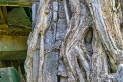 木から顔を覗かせる仏像