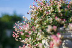flower basket