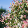 flower basket