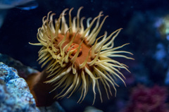 Sea Anemone #1 （イソギンチャク）