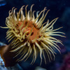 Sea Anemone #1 （イソギンチャク）
