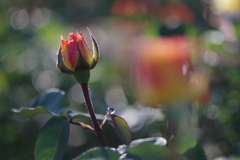 Rosy Dream #1