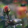 Rosy Dream #1