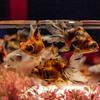 ART AQUARIUM 2
