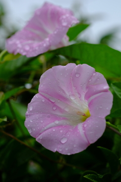 雨後のはかない恋