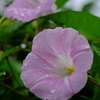 雨後のはかない恋