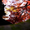 水鏡