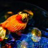 goldfish
